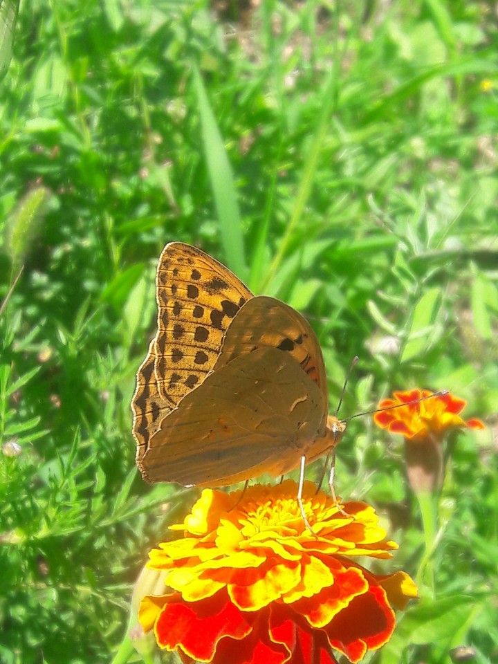 butterfly
