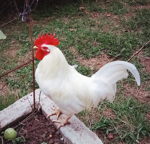 horoz
