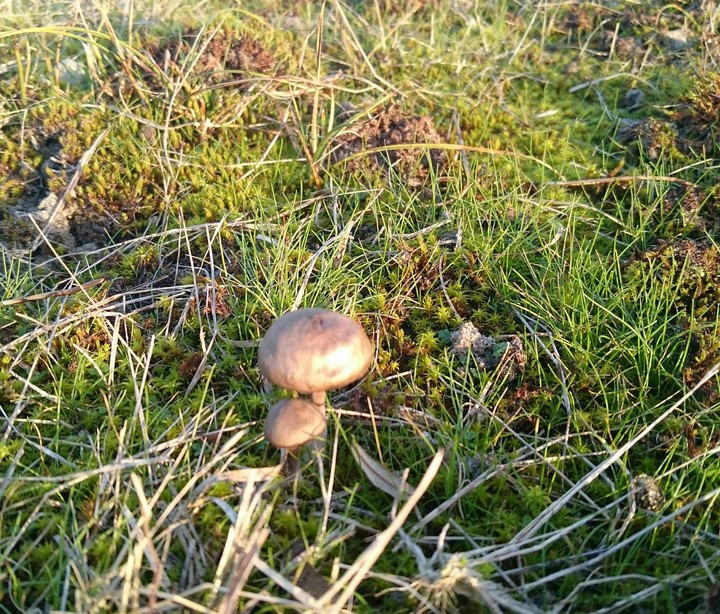 mushrooms