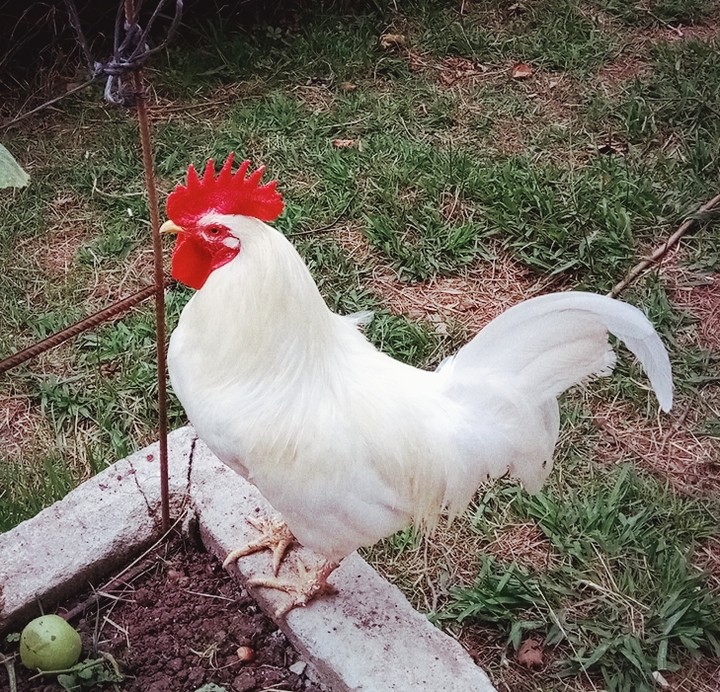 horoz 