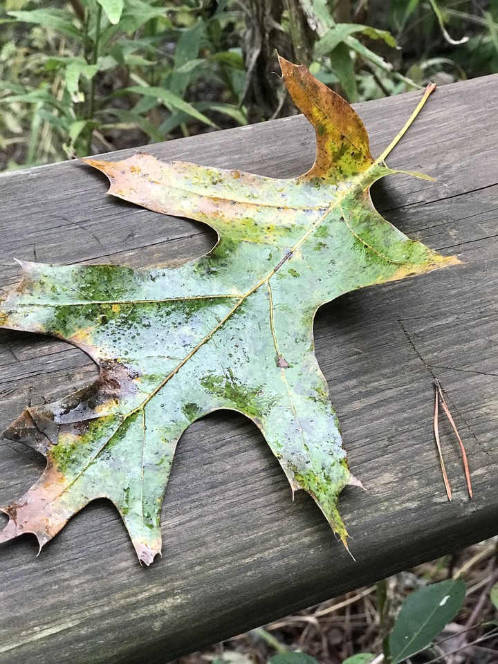 Leaf
