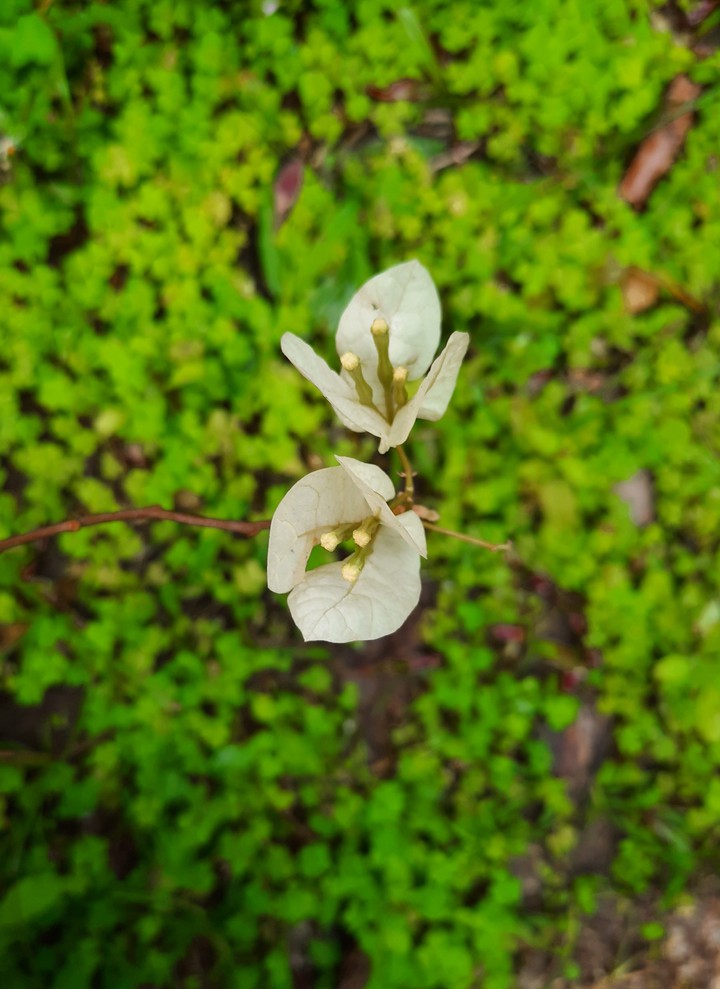 White Flower