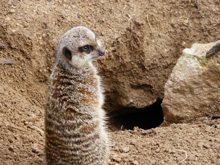 Meerkat