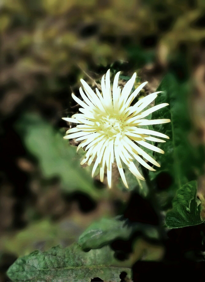 flowers love