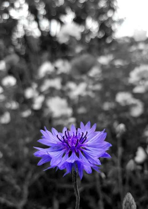 обои black-and-white, flower