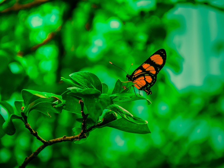 butterfly