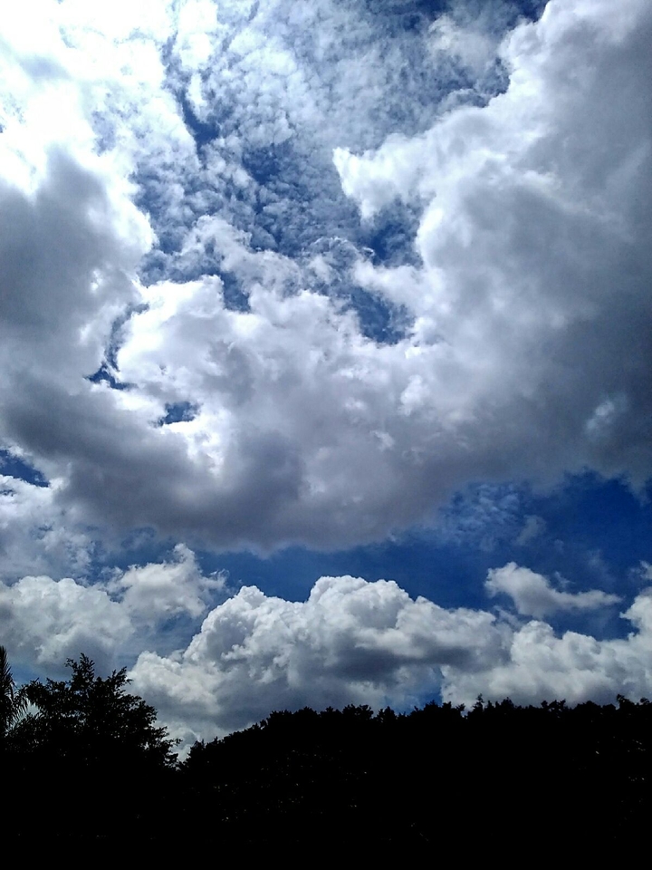 trees n skies