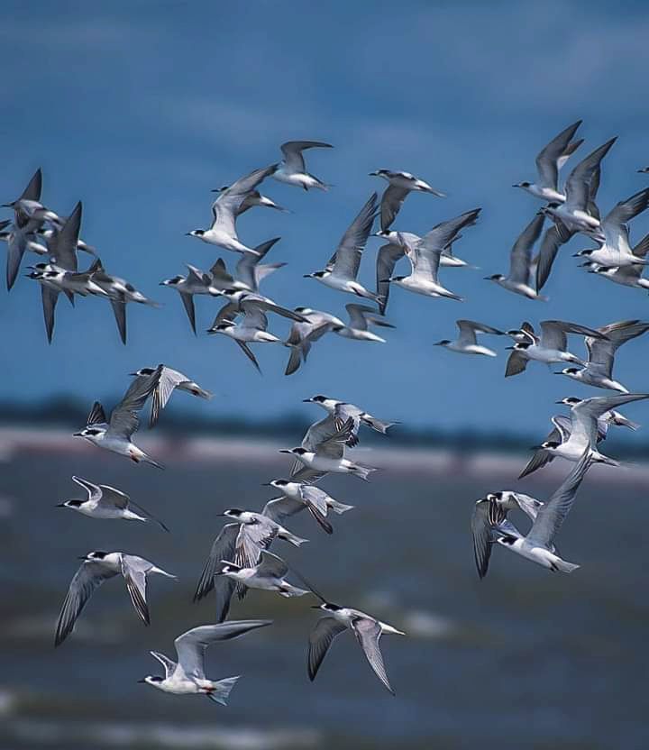 Migrating
