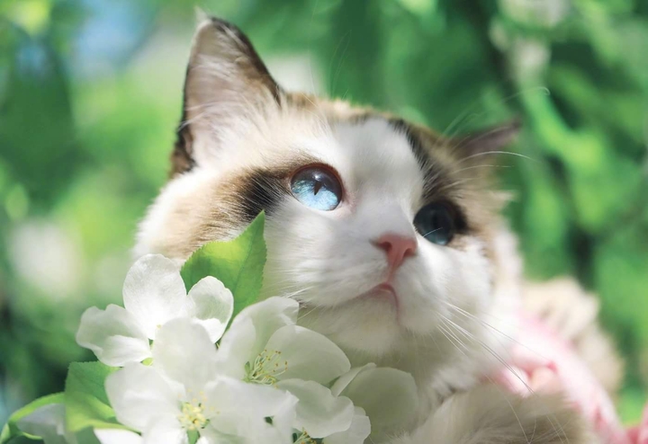 cat