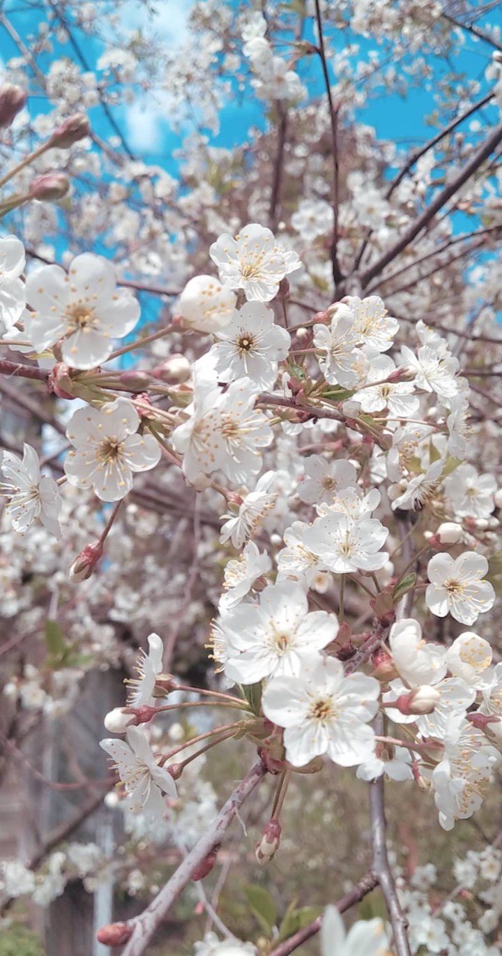 spring