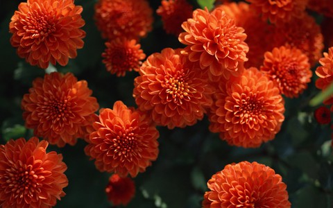The chrysanthemums are blossoming