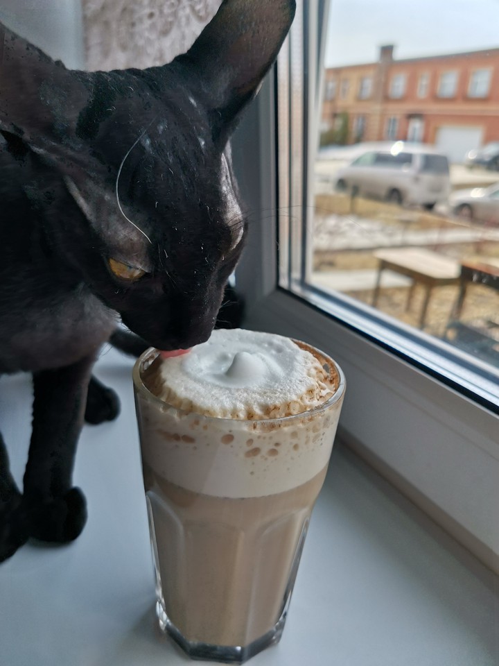 Кот