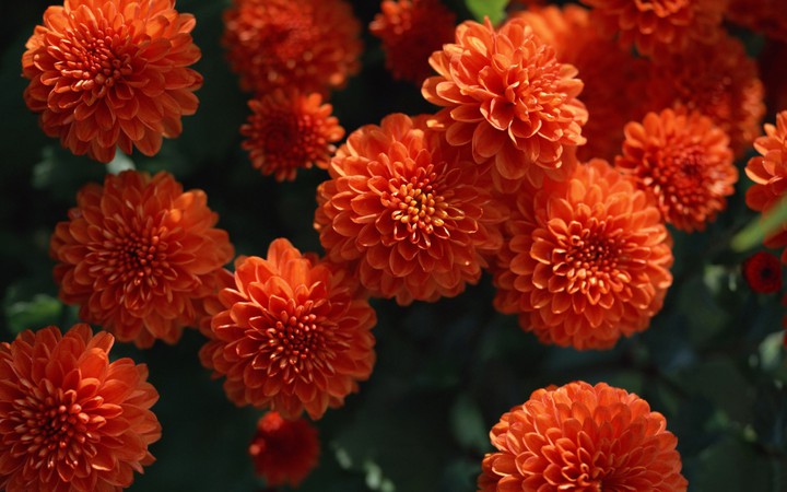 The chrysanthemums are blossoming