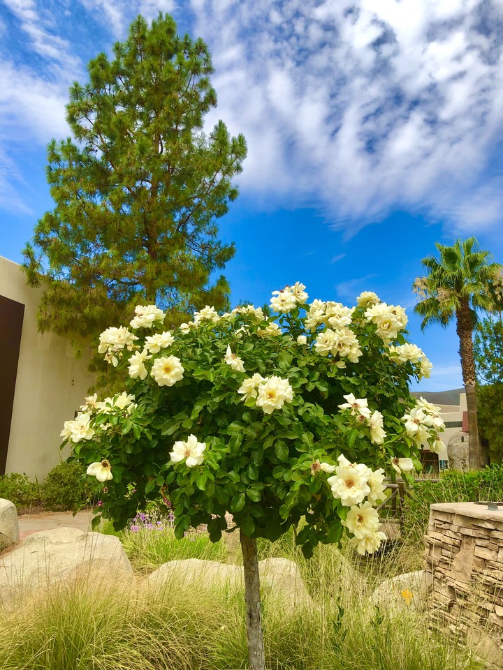 Gardenia