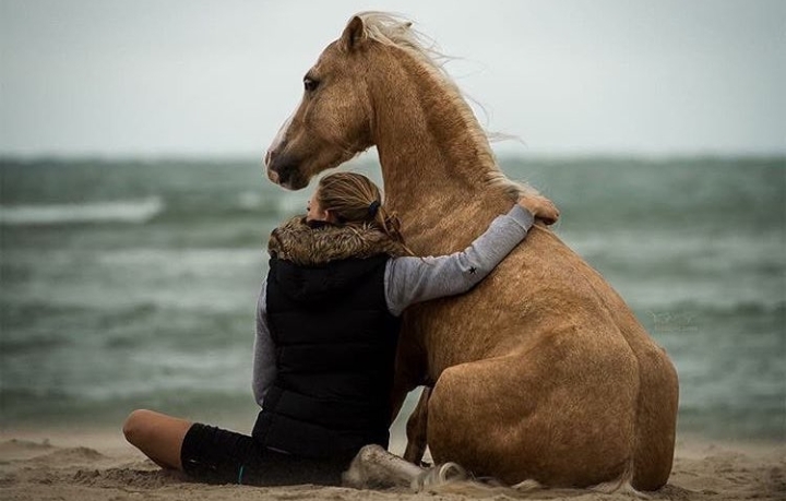 Horses
