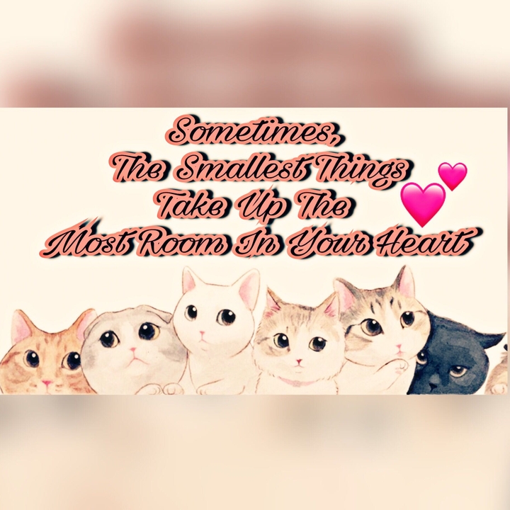 kittys