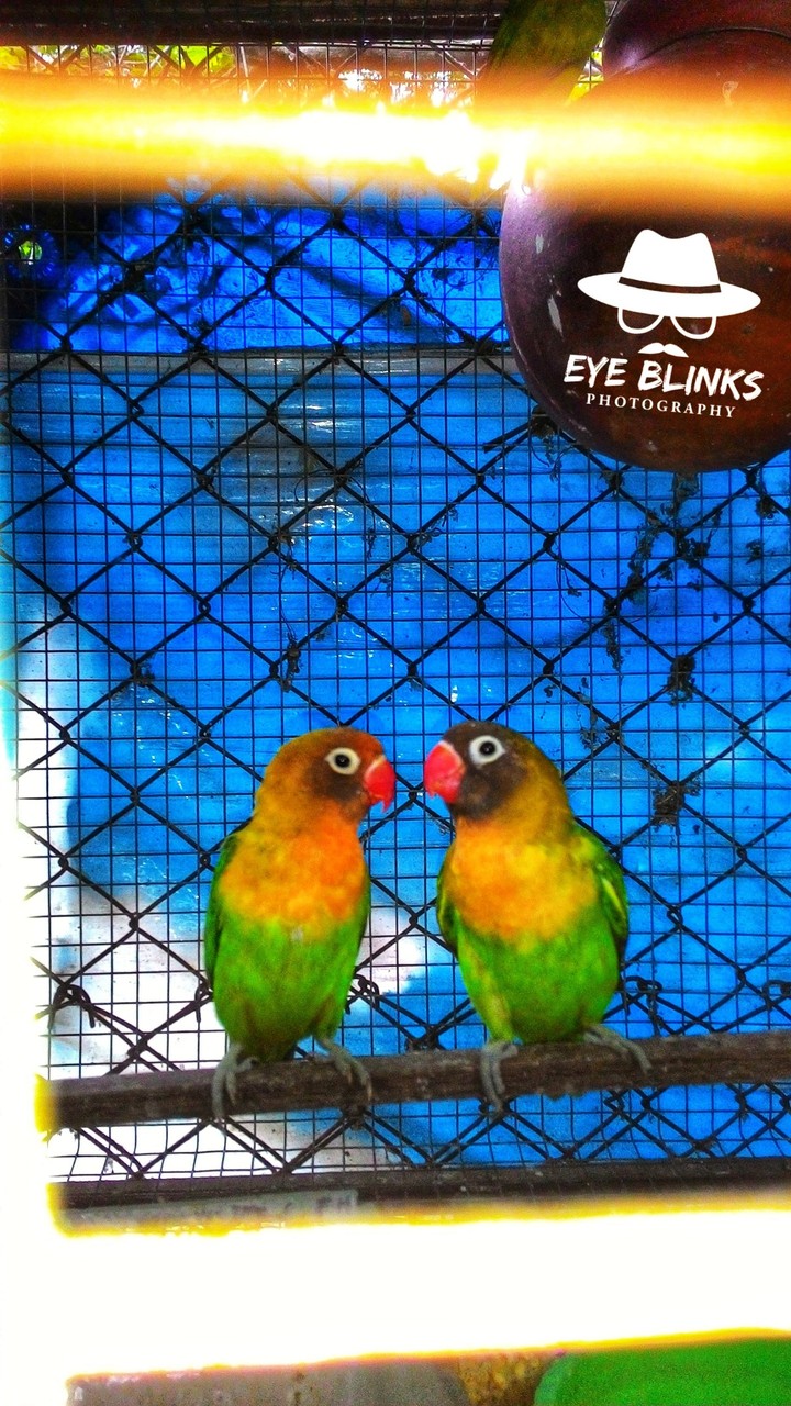 parrot pair
