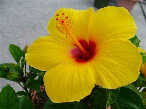Hibiscus