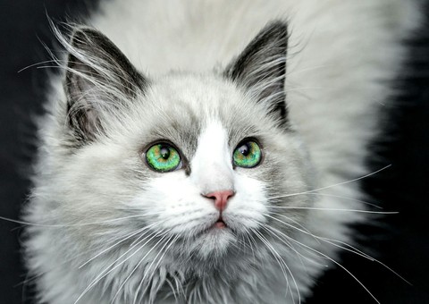 The White Cat | Le Chat Blanc