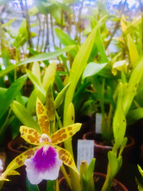 happy flower