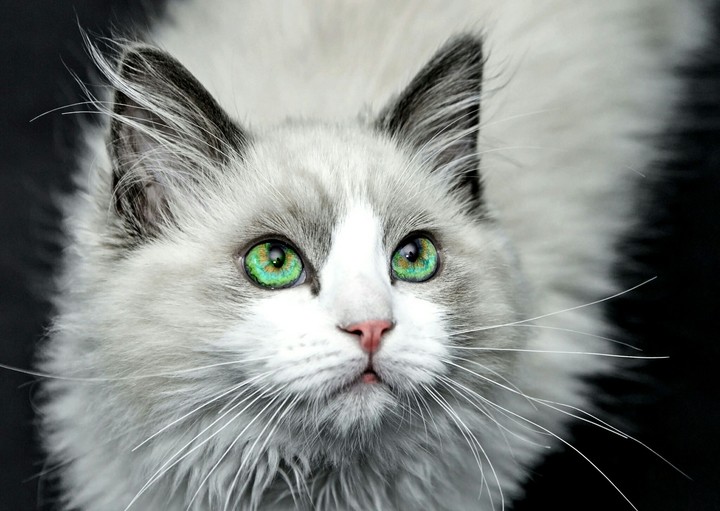 The White Cat | Le Chat Blanc