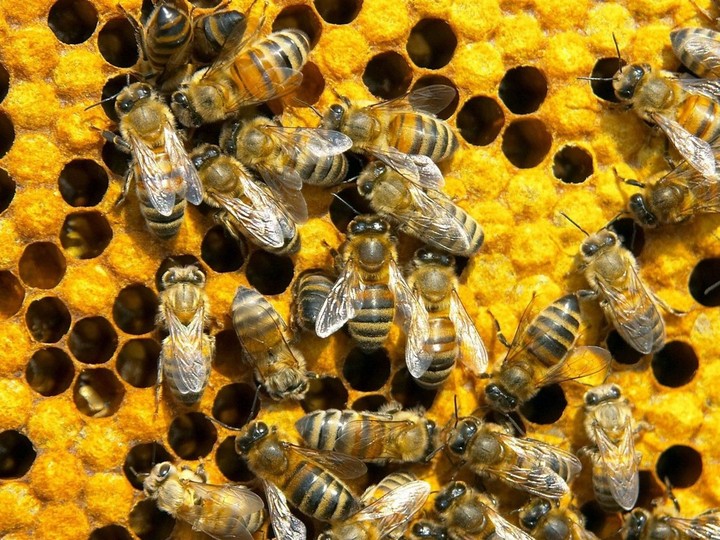 honey bees
