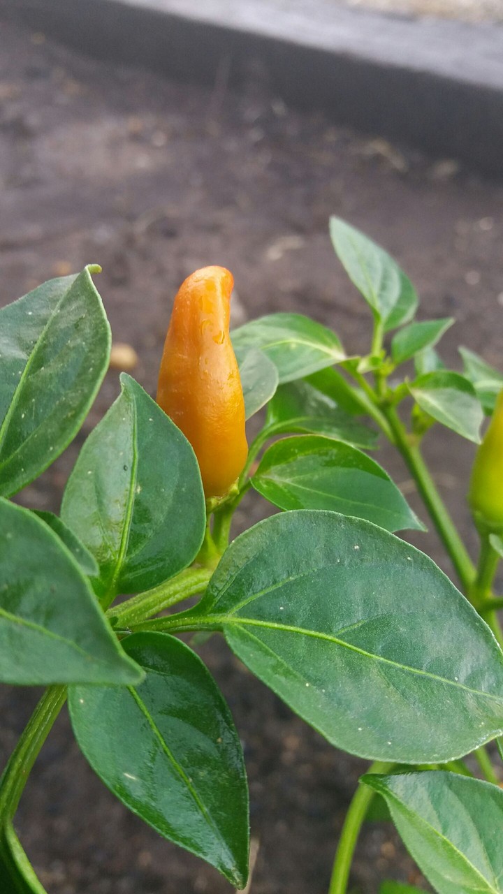 chilli