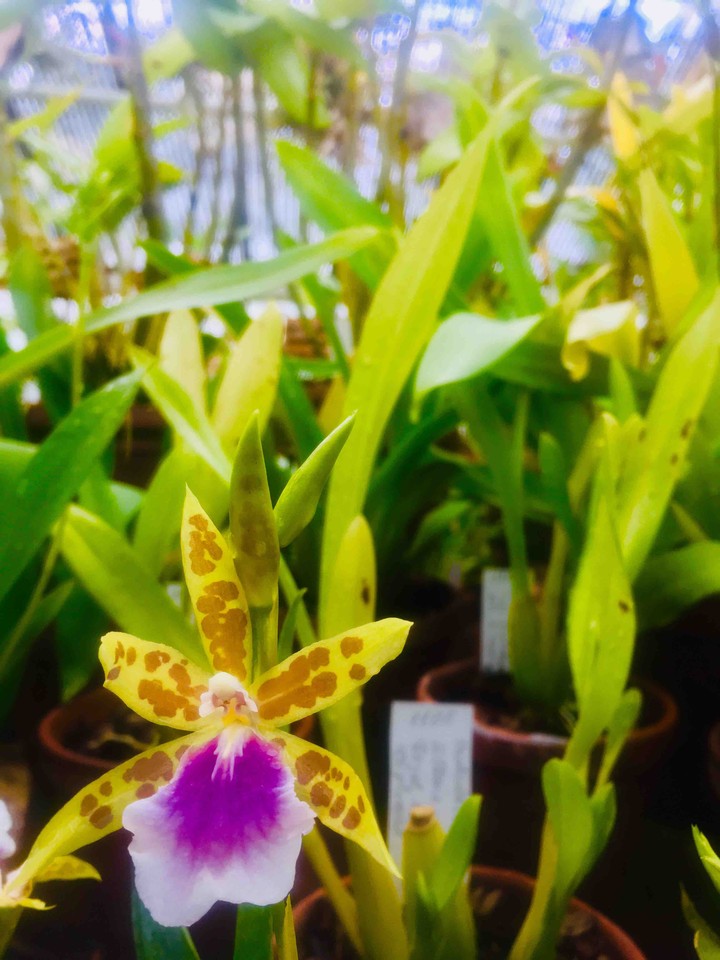 happy flower