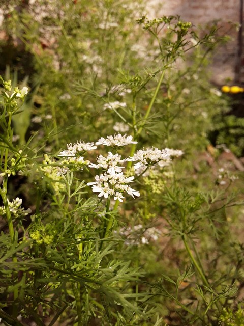 wildflower, flower वॉलपेपर