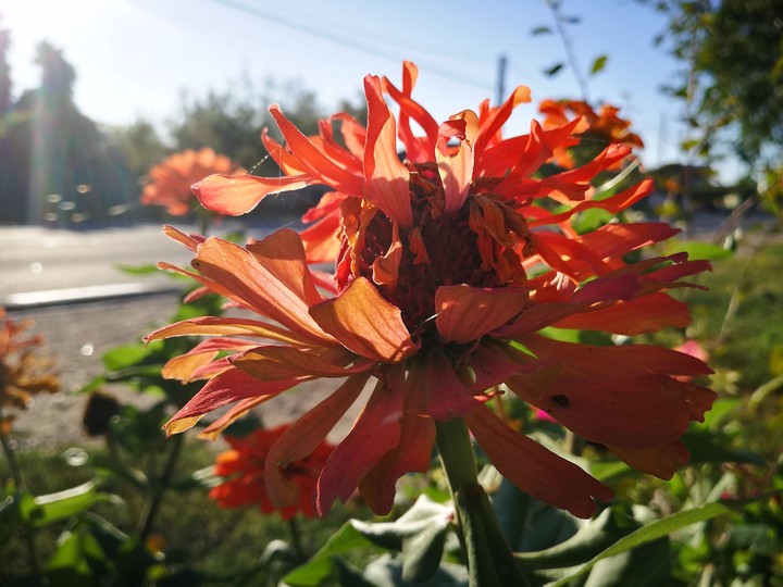 flower