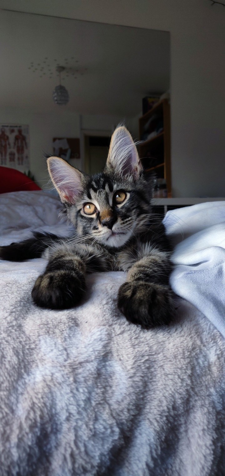 Кот