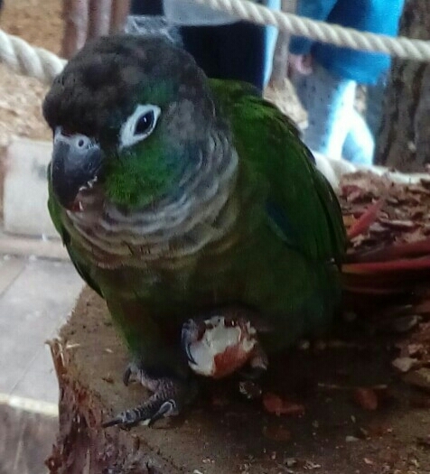papuga