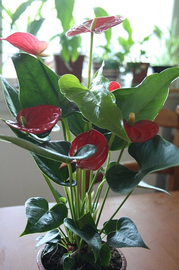 Plant