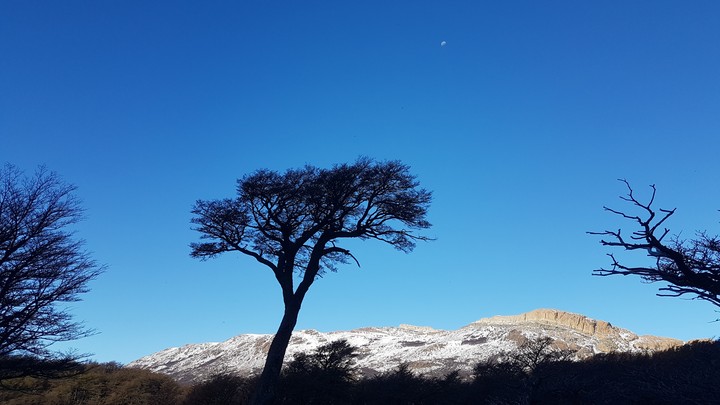 tree in the wild by the Andes mountains