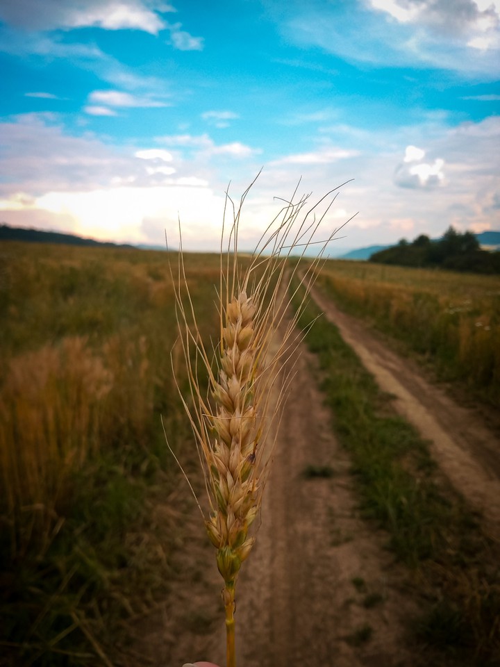 Summer nature