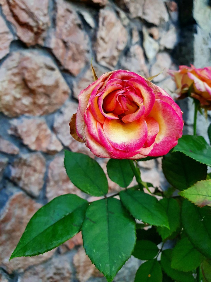 roze
