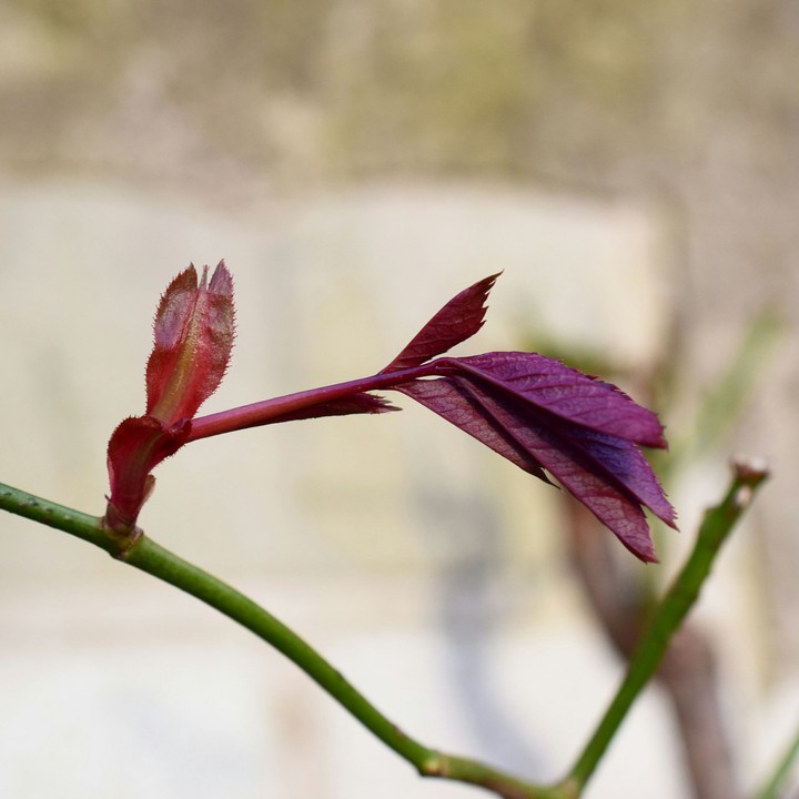 Purple Leaves