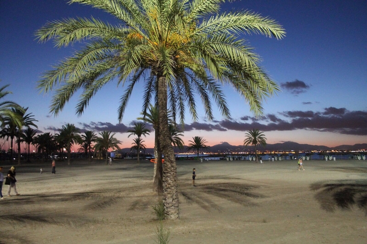 Palma
