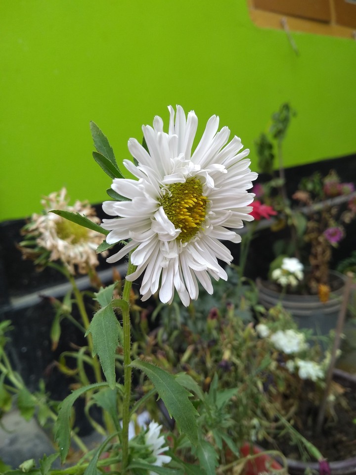 simple click