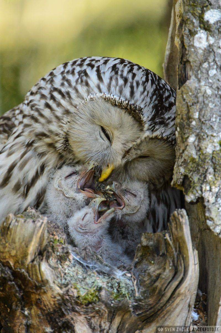 owl