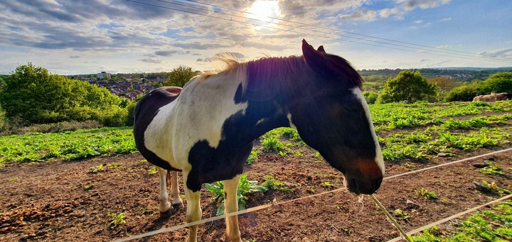 Horse