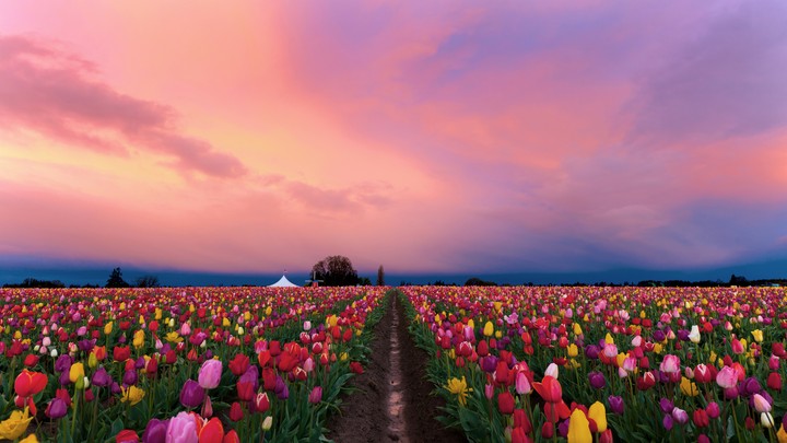 tulipans