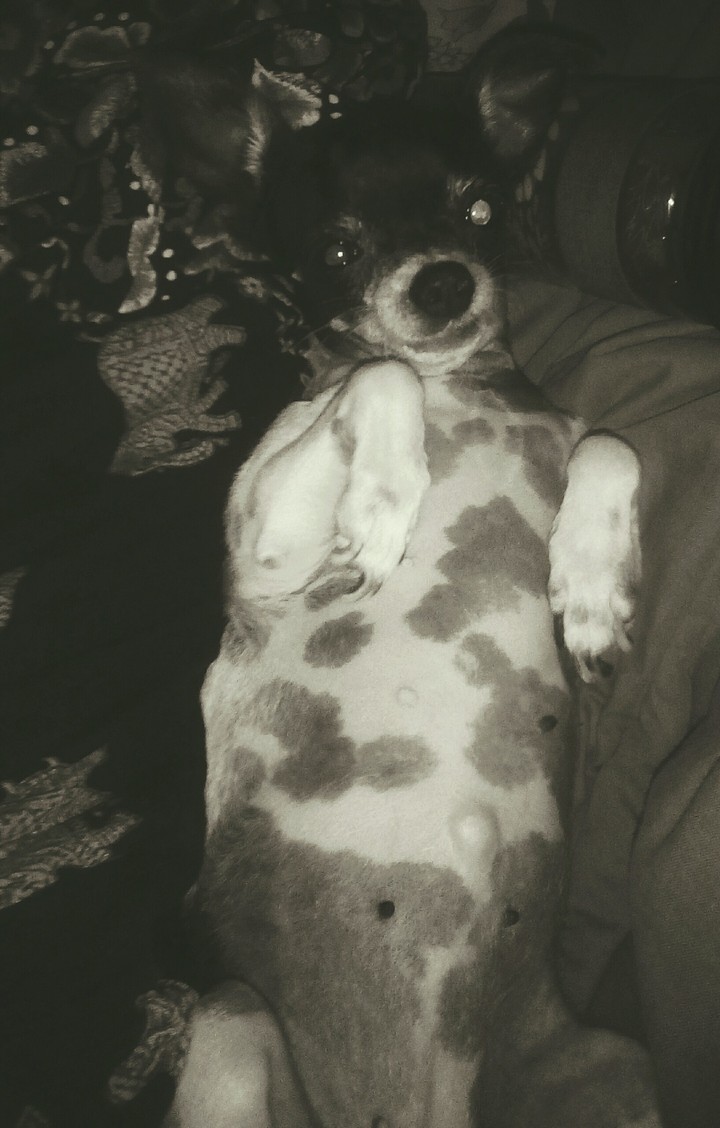 Dog on black and white...