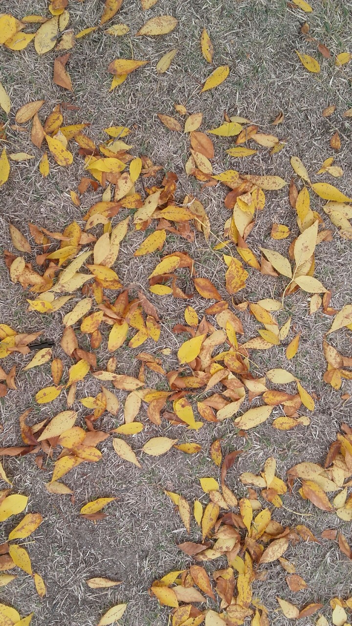 Fall