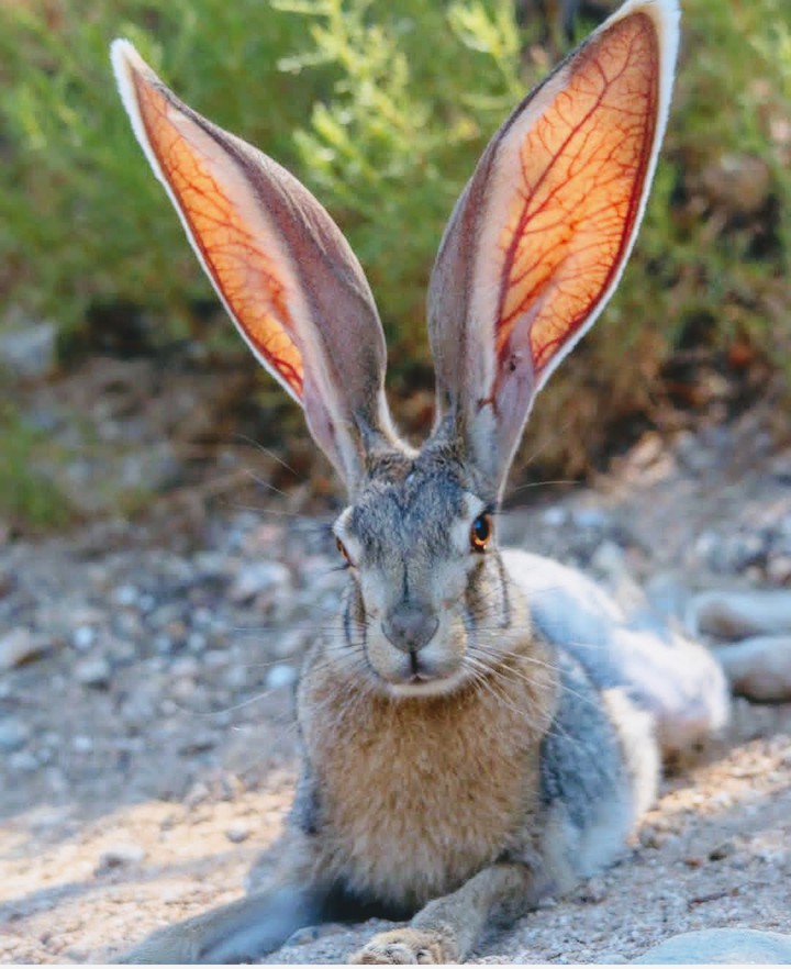 so cute rabbit