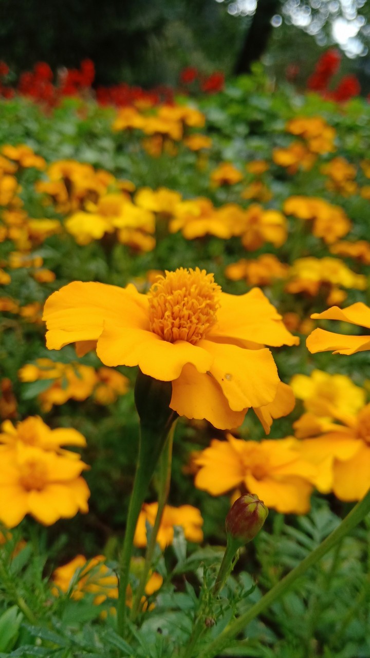 flowers