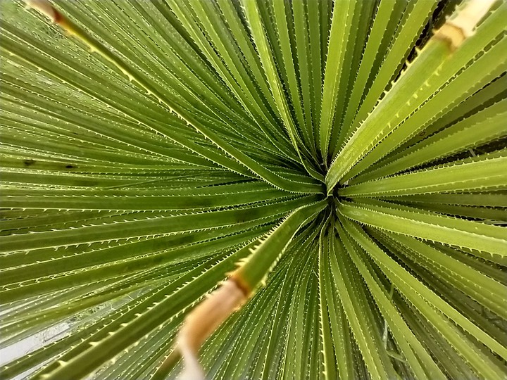 natural green