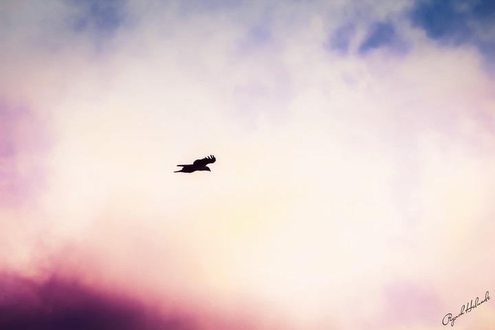 bird