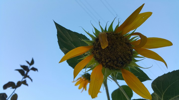 SunFlower :)