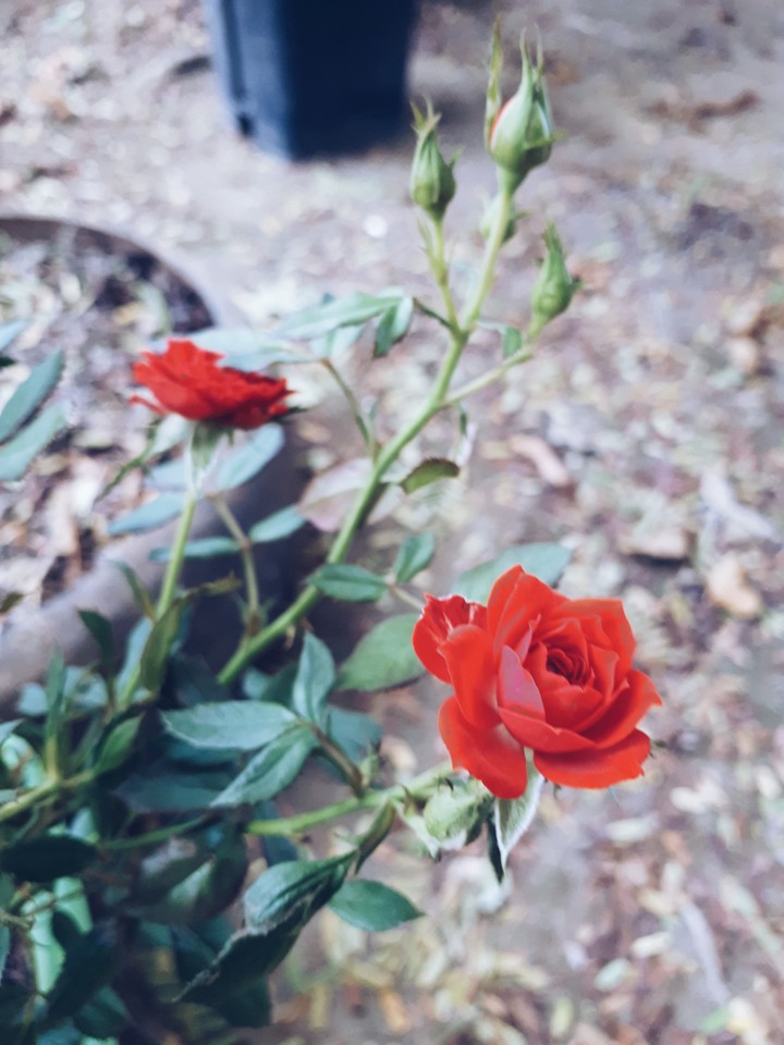 Little Roses
